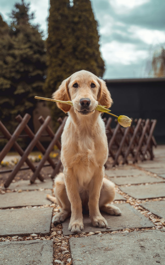A dog looking alert outdoors